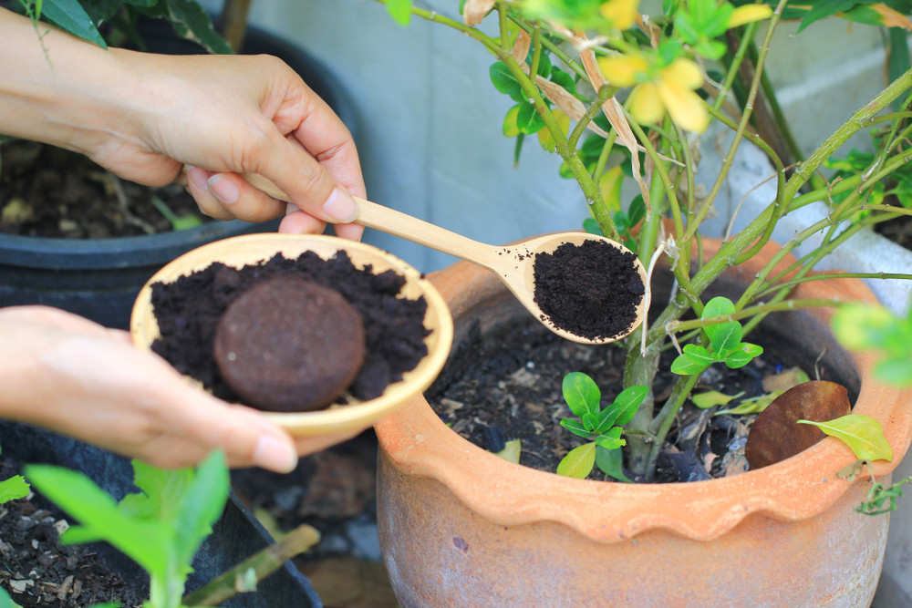 Coffee grounds being used as a natural fertiliser