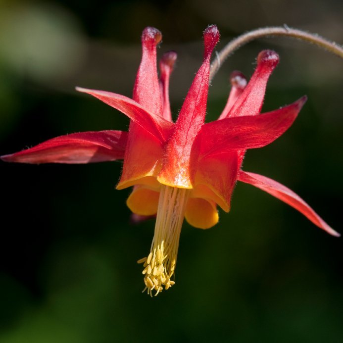 15 Beautiful Perennials That Grow In The Shade