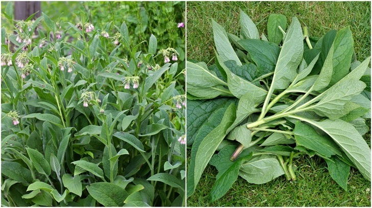 10 Brilliant Reasons You Should Grow Comfrey In Your Garden