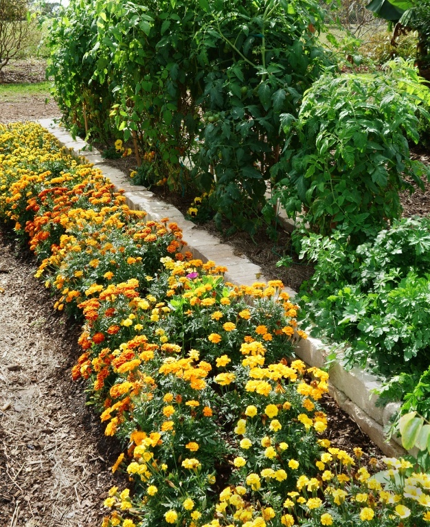 28 Companion Planting Combinations To Grow The Tastiest, Most Bountiful Food & Beautiful Flowers