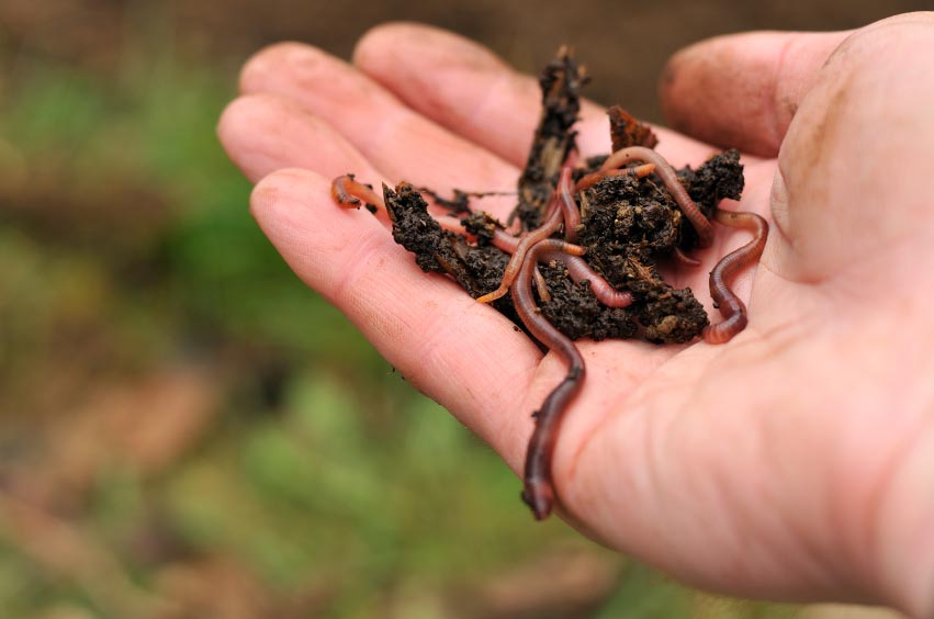 Composting 101: How To Create Compost That Works Like Rocket Fuel For Your Garden