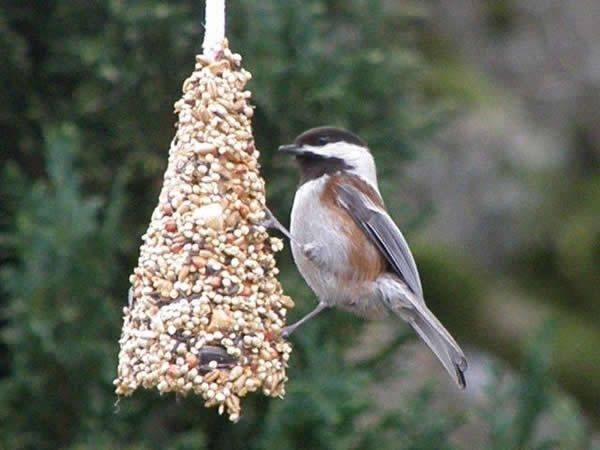 cone feeder