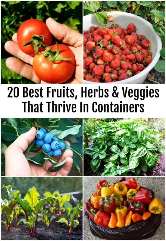 20 Best Fruits, Herbs & Veggies That Thrive In Containers