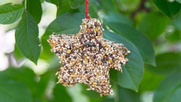 cookie cutter bird feeder