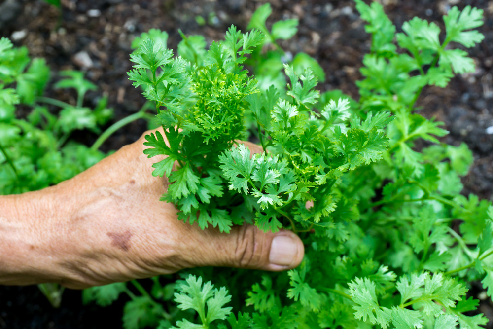 Hand picking coriander