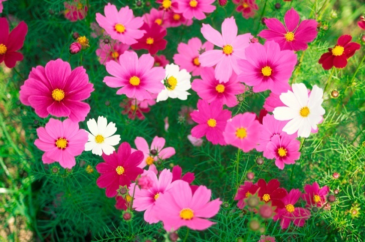 cosmos flower