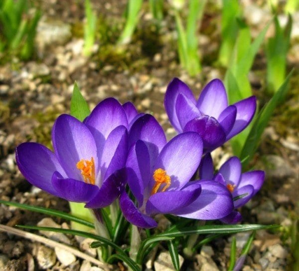 crocus