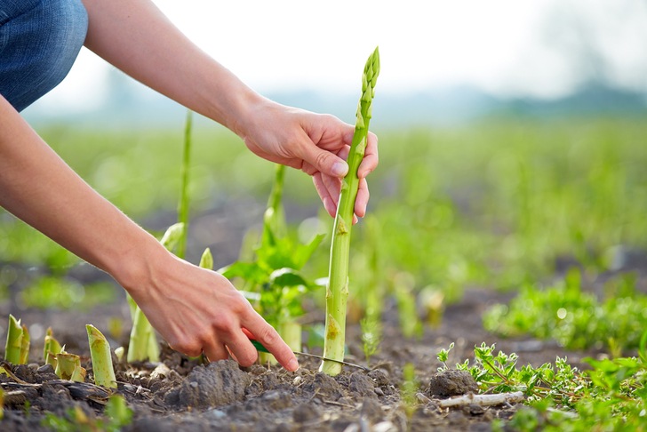 20 Cut & Come Again Veggies For Endless Harvests