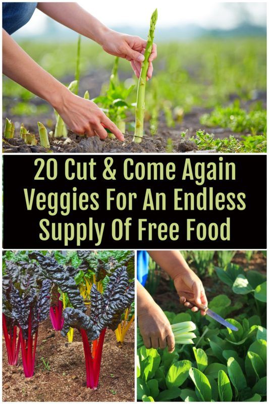 20 Cut & Come Again Veggies For An Endless Supply Of Free Food