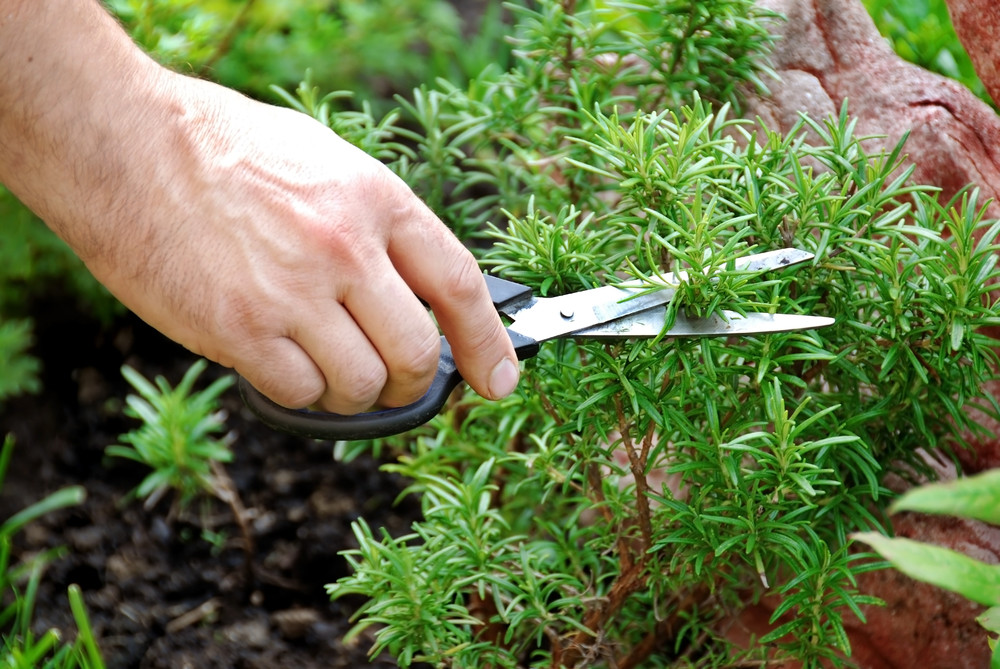 Hand cutting rosemary