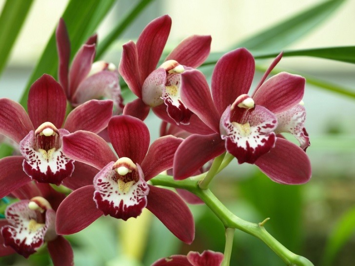 Cymbidium Orchid