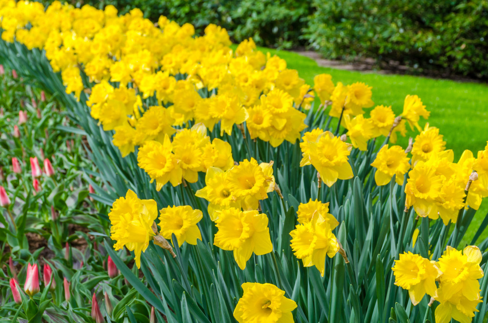 Daffodils in garden