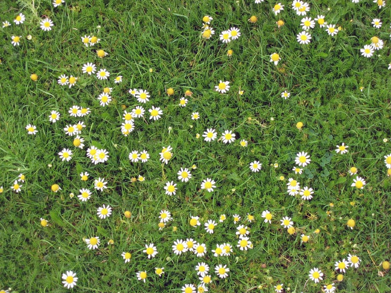 Daisies