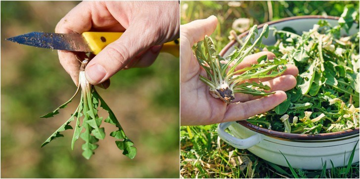 13 Reasons You Should Go & Pick Dandelion Greens