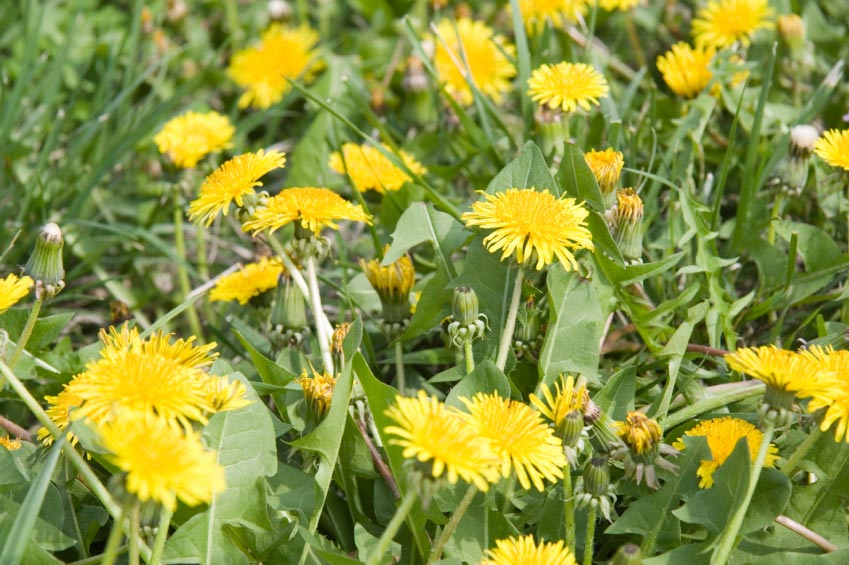 18 Edible Backyard Weeds – Health Benefits & Delicious Recipes