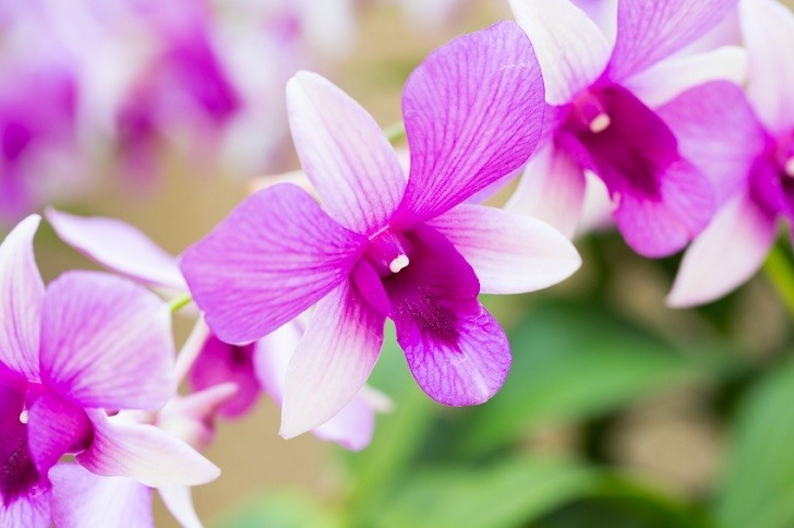 Beautiful flower dendrobium belchim orchids.