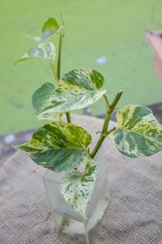 9 "NASA Approved" Indoor Houseplants To Clean The Air & Improve Your Health