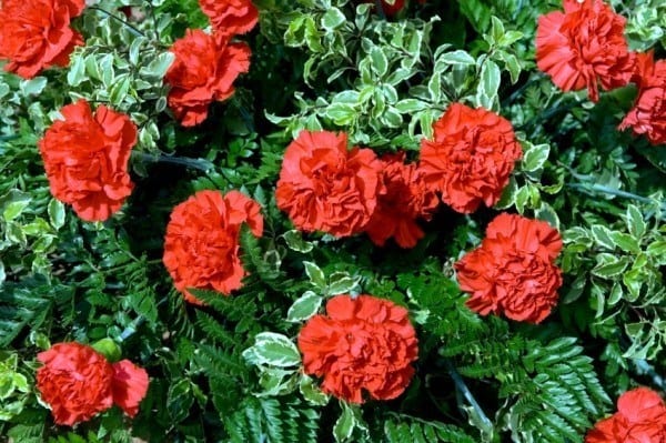 Dianthus