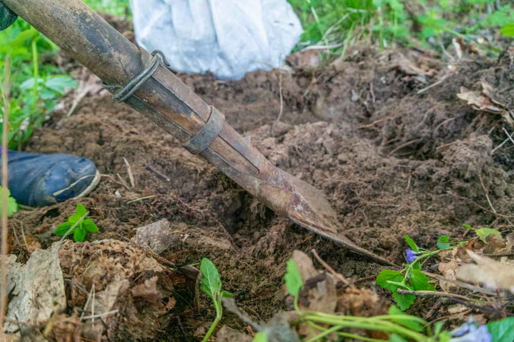 Digging in garden