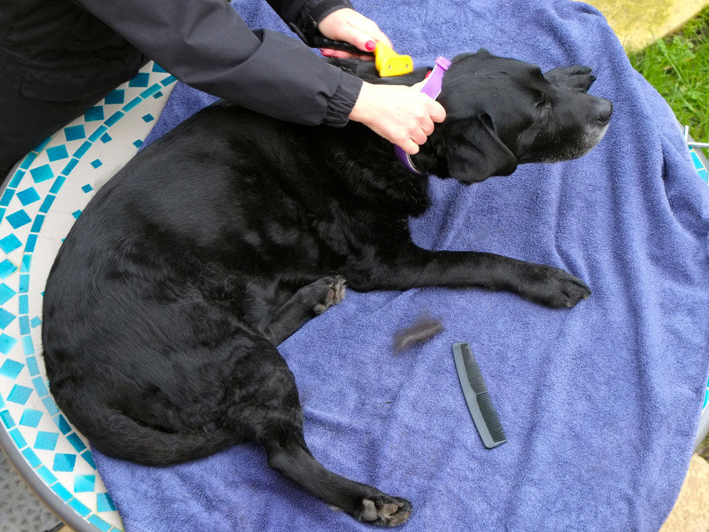 Dog being brushed on towel