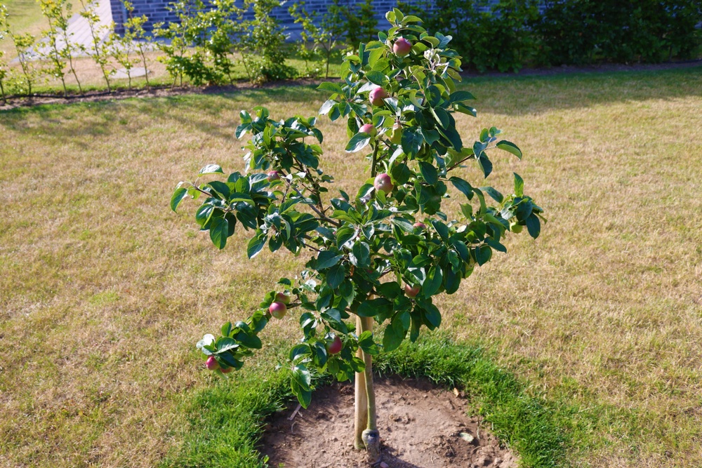 Dwarf Apple Tree