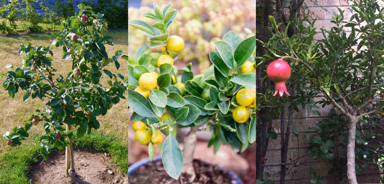 20 Dwarf Fruit Trees To Grow When Space Is Limited