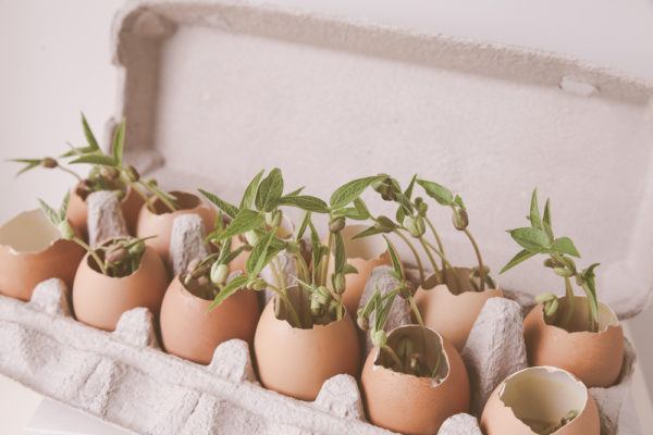 Egg shell planters