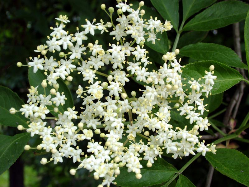 Elderflower