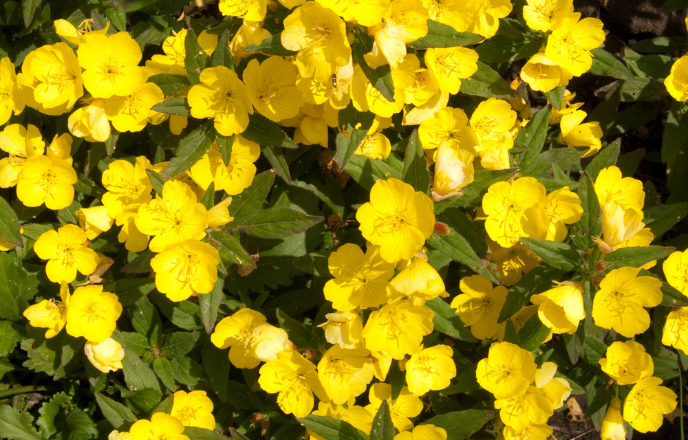 Evening primrose