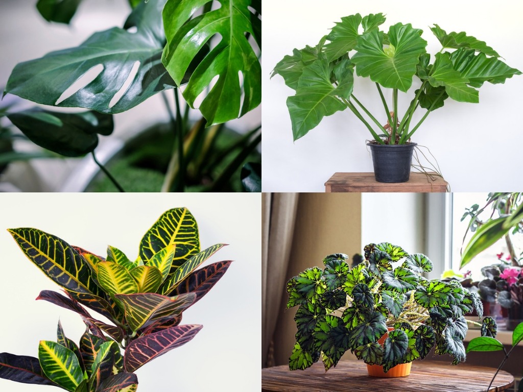 exotic-houseplants