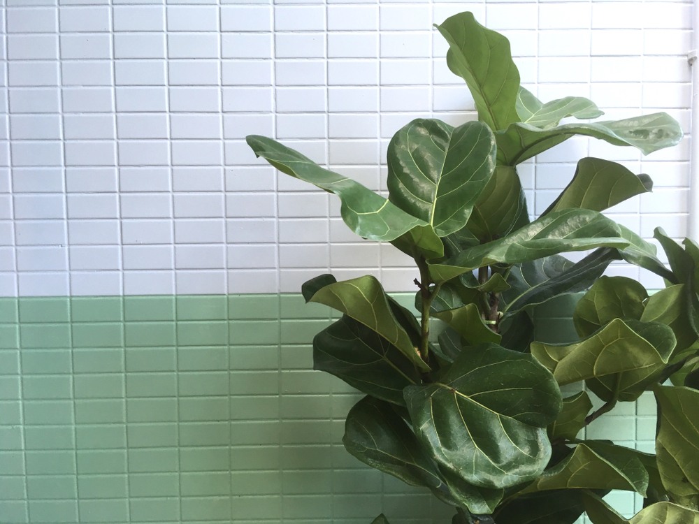 Fiddle leaf fig