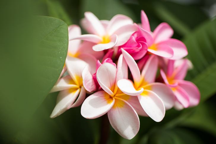 15 Best Smelling Houseplants To Perfume Your Home