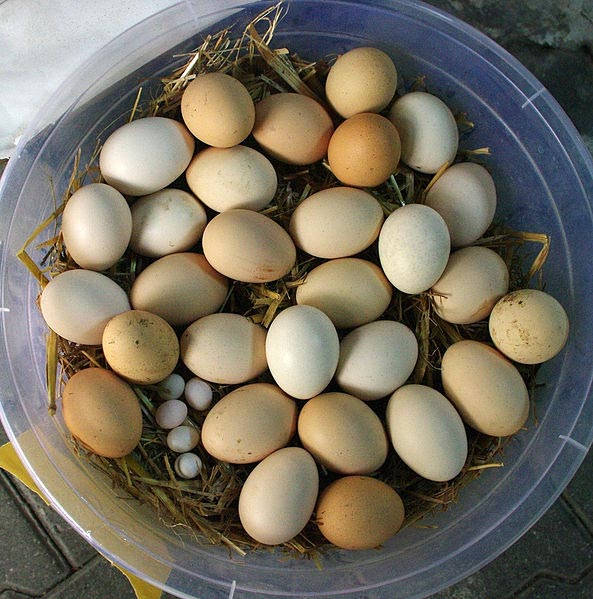 20 Convincing Reasons To Keep Backyard Chickens