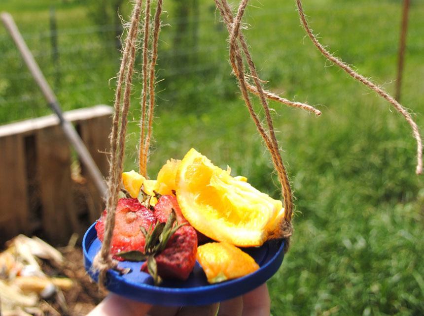 fruit butterfly feeder