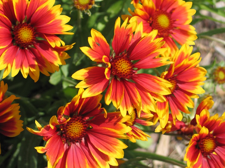 Gaillardia Blossoms