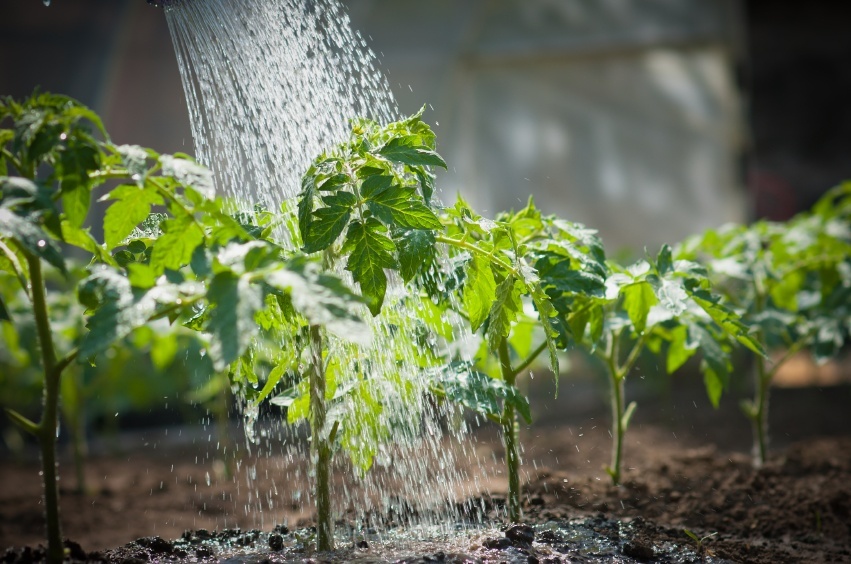 15 Common Gardening Mistakes Everyone Makes