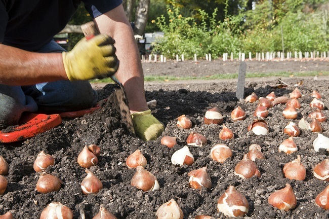 15 Common Gardening Mistakes Everyone Makes