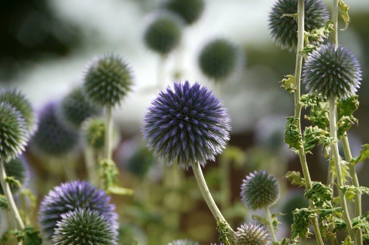 Globe Thistles