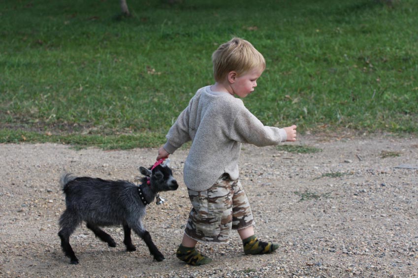 20 Reasons Why Keeping Goats Will Change Your Life For The Better