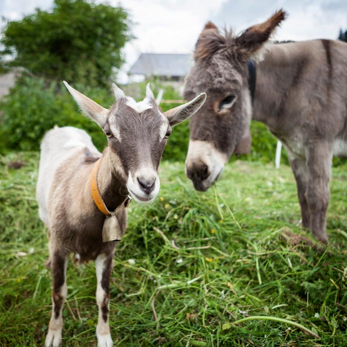 20 Reasons Why Keeping Goats Will Change Your Life For The Better