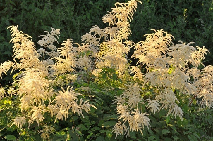 Goats Beard Plant