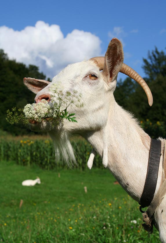 20 Reasons Why Keeping Goats Will Change Your Life For The Better