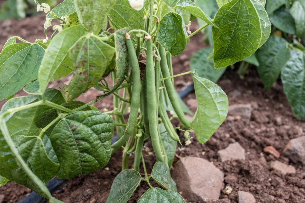 Green bean plant