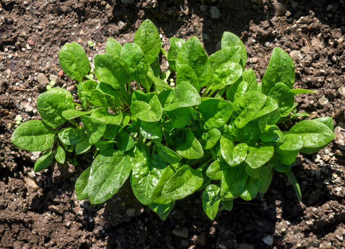 Spinach growing