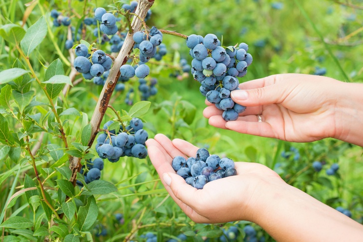 How to Plant a Perennial Food Garden – 20 Fruits & Veggies That Will Keep Coming Back Year After Year