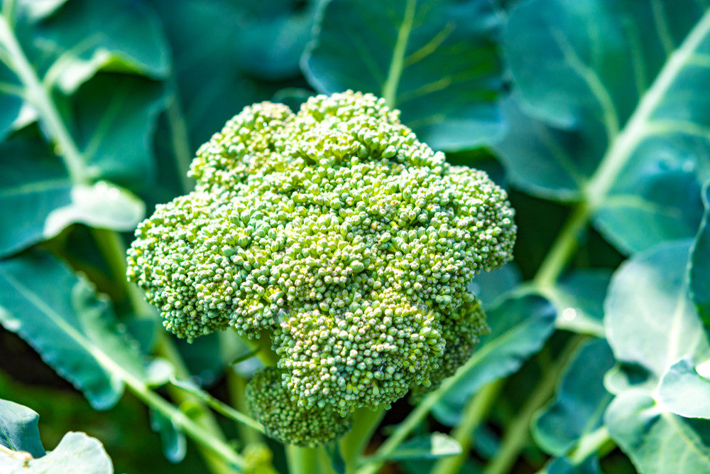 Broccoli