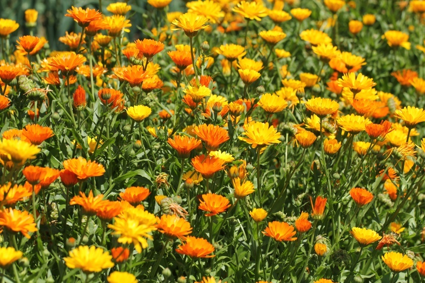 14 Convincing Reasons Every Gardener Should Grow Calendula