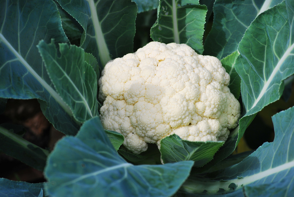 Cauliflower growing