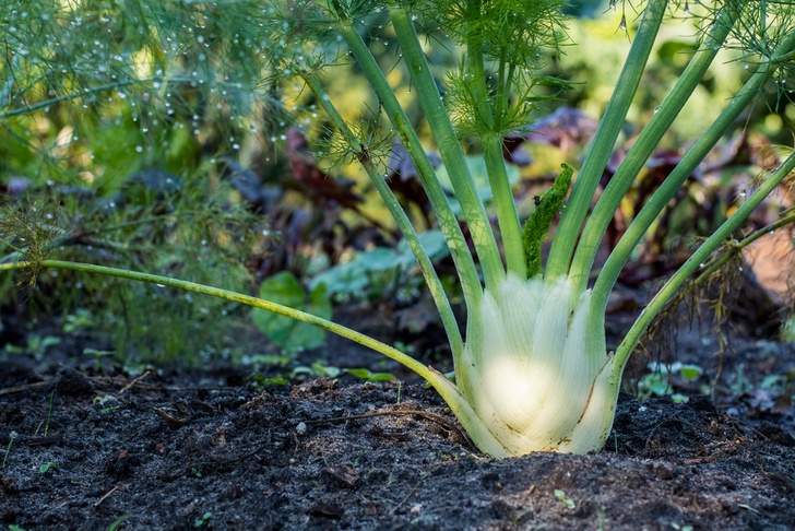 How to Plant a Perennial Food Garden – 20 Fruits & Veggies That Will Keep Coming Back Year After Year