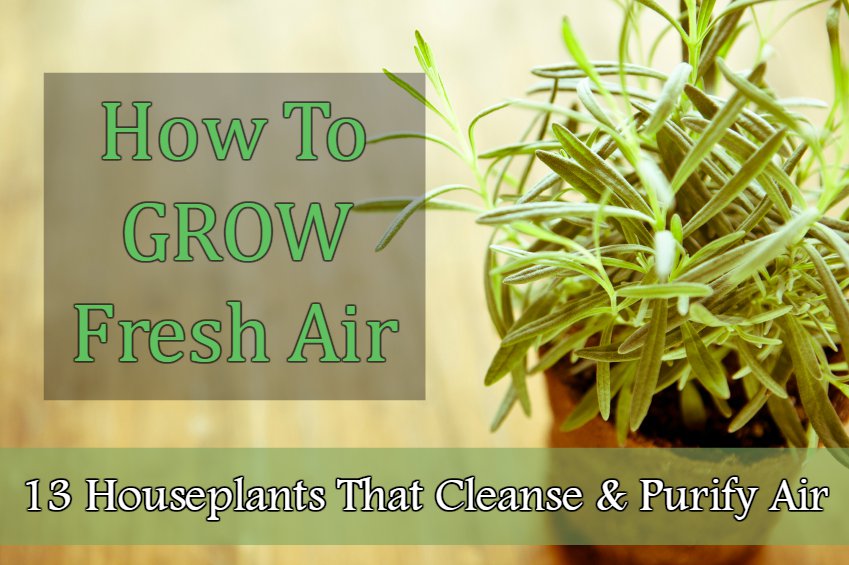 How To GROW Fresh Air: 13 Houseplants That Cleanse & Purify The Air